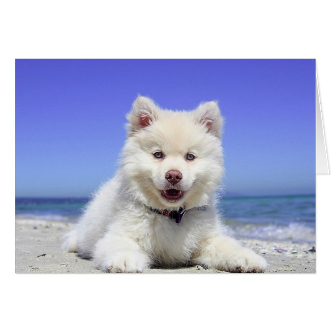 Niedliche Husky-Welpe auf Beach Blank Card (Vorderseite (Horizontal))