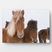 Niedliche isländische Pferde Fotoplatte (Vorderseite)