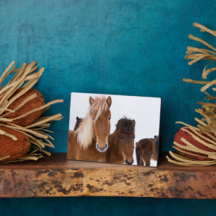 Niedliche isländische Pferde Fotoplatte