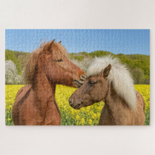 Niedliche isländische Pferde in einer Frühjahrswie Puzzle