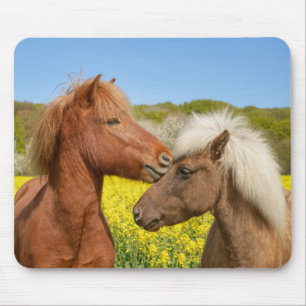 Niedliche isländische Pferde in einer Frühlingswie Mousepad