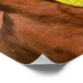 Niedliche isländische Pferde in einer Frühlingswie Poster (Ecke)