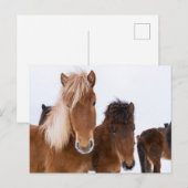 Niedliche isländische Pferde Postkarte (Vorne/Hinten)