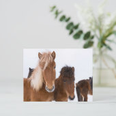 Niedliche isländische Pferde Postkarte (Stehend Vorderseite)