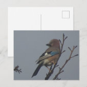 Niedliche Jay in Tree DIY Postkarte (Vorne/Hinten)