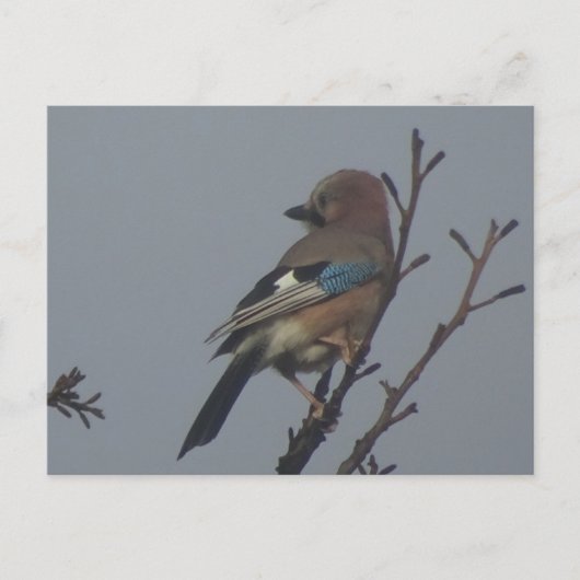 Niedliche Jay in Tree DIY Postkarte (Vorderseite)