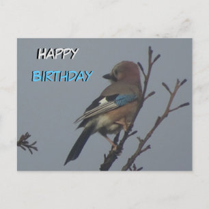 Niedliche Jay in Tree Happy Birthday Postcard Postkarte