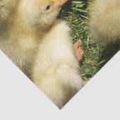 niedliche Jungtiere aus dem Betrieb Seidenpapier (Detail)