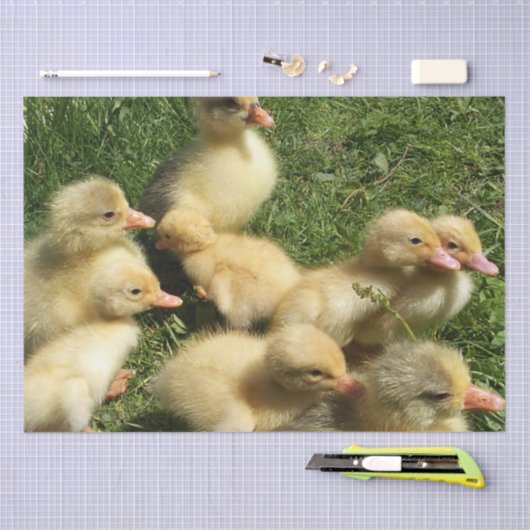 niedliche Jungtiere aus dem Betrieb Seidenpapier (Handwerk)