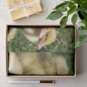 niedliche Jungtiere aus dem Betrieb Seidenpapier (Geschenk)