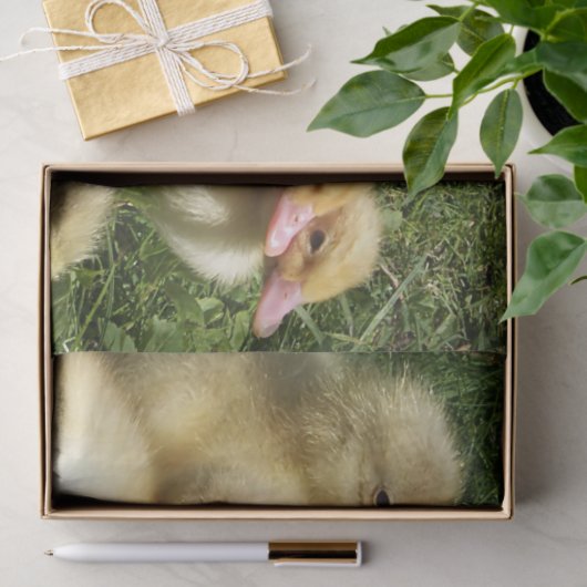 niedliche Jungtiere aus dem Betrieb Seidenpapier (Geschenk)