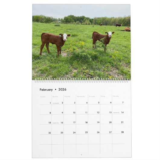 Niedliche Kälber Kalender (Feb 2026)