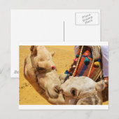 Niedliche Kamele Postkarte (Vorne/Hinten)