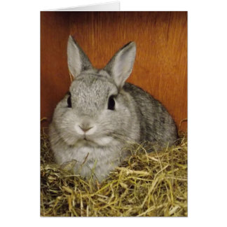 Niedliche Kaninchenkarte