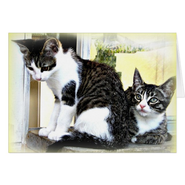 niedliche Kätzchen (Vorderseite (Horizontal))