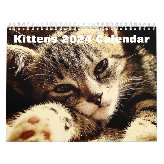 Niedliche Kätzchen 2024 Kalender (Titelbild)