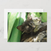 Niedliche Kätzchen, die Postkarte kuscheln (Vorne/Hinten)