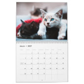 Niedliche Kätzchen Foto Mauerkalender Kalender (Mär 2027)