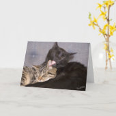 Niedliche Kätzchen Foto Vermisst Vorlage (Gelbe Blume)