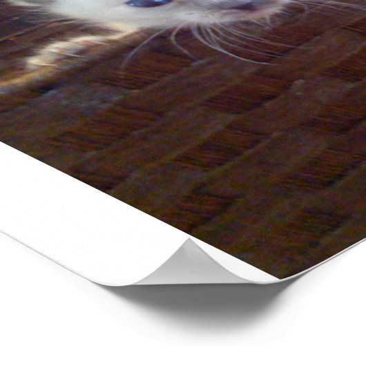 Niedliche Kätzchen im Korb Poster (Ecke)