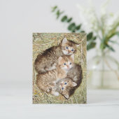 Niedliche Kätzchen im Korb Postkarte (Stehend Vorderseite)