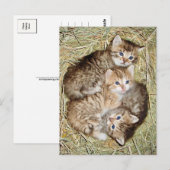 Niedliche Kätzchen im Korb Postkarte (Vorne/Hinten)