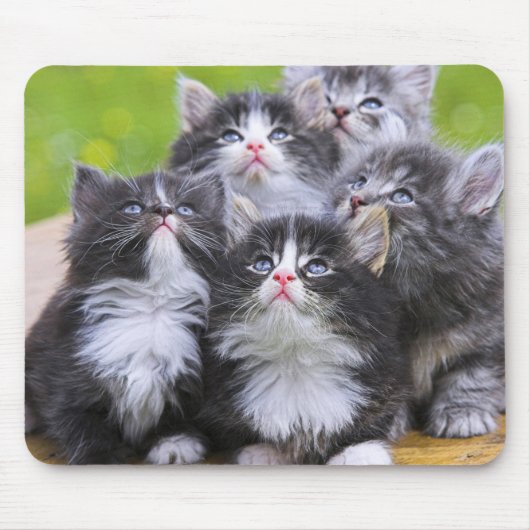 Niedliche Kätzchen Mousepad (Vorne)