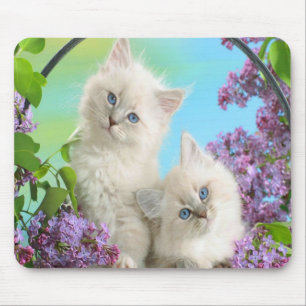 Niedliche Kätzchen Mousepad