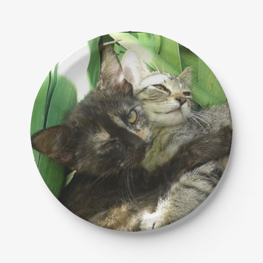 Niedliche Kätzchen Pappteller (Vorderseite)