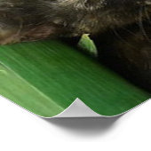 Niedliche Kätzchen Poster (Ecke)