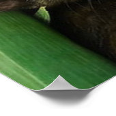 Niedliche Kätzchen Poster (Ecke)