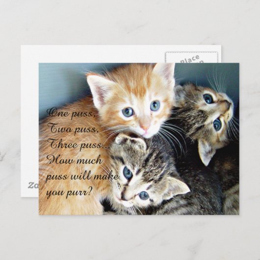 Niedliche Kätzchen Postkarte (Vorne/Hinten)