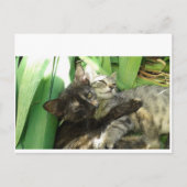 Niedliche Kätzchen Postkarte (Vorderseite)