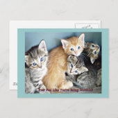 Niedliche Kätzchen Postkarte (Vorne/Hinten)
