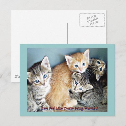 Niedliche Kätzchen Postkarte (Vorne/Hinten)