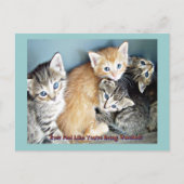 Niedliche Kätzchen Postkarte (Vorderseite)