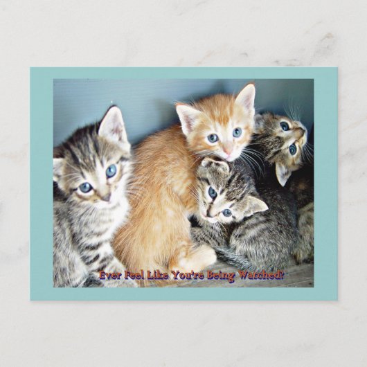 Niedliche Kätzchen Postkarte (Vorderseite)