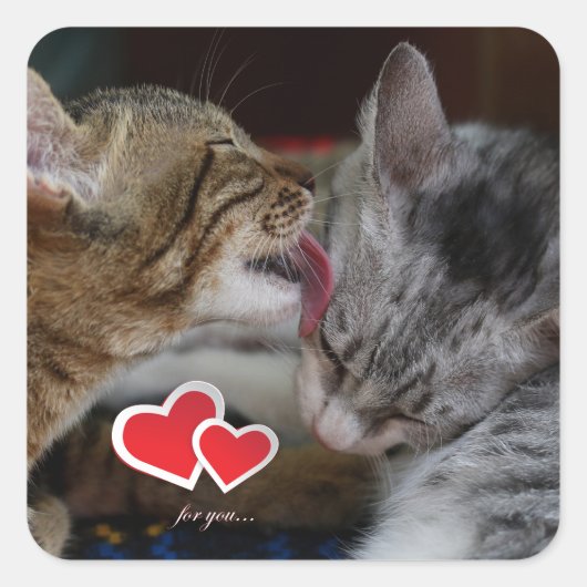Niedliche Kätzchen Quadratischer Aufkleber (Vorderseite)