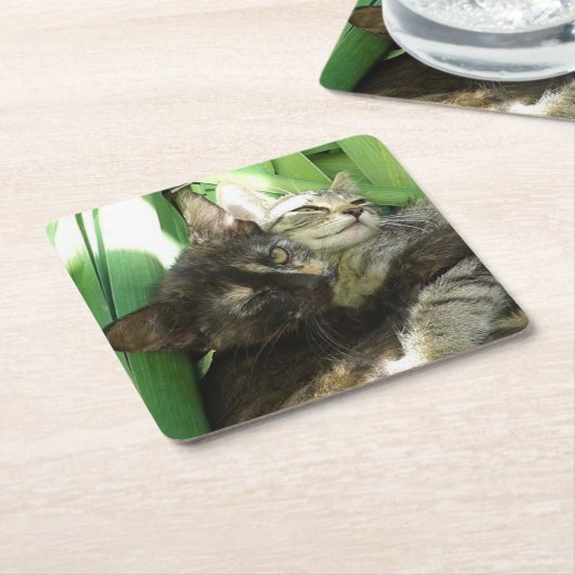 Niedliche Kätzchen Rechteckiger Pappuntersetzer (angewinkelt)