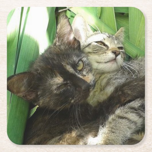 Niedliche Kätzchen Rechteckiger Pappuntersetzer (Vorderseite)