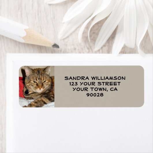 Niedliche Katze (Insitu)