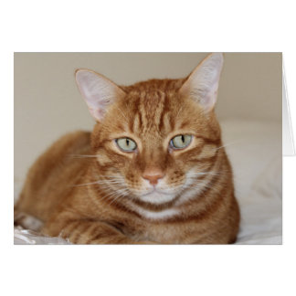 Niedliche Katze