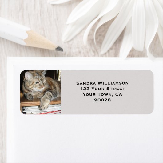 Niedliche Katze (Insitu)