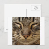 Niedliche Katze bei ZooTees Postkarte (Vorne/Hinten)