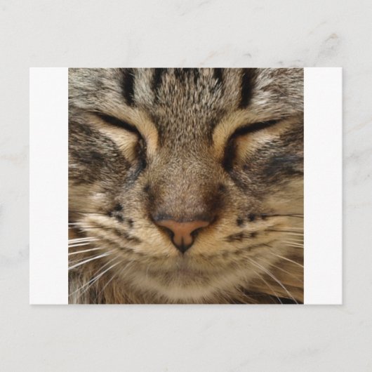 Niedliche Katze bei ZooTees Postkarte (Vorderseite)