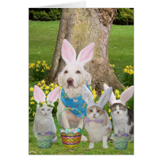 Niedliche Katze & Dog Bunnies