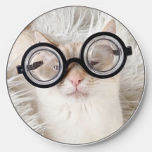 Niedliche Katze in Nerd Brille
