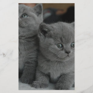 niedliche Katze jungen Kätzchenhaustierschnurren Briefpapier