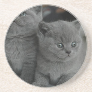 niedliche Katze jungen Kätzchenhaustierschnurren Getränkeuntersetzer