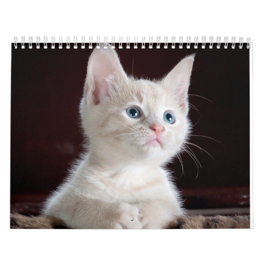 Niedliche Katze Kalender (Titelbild)